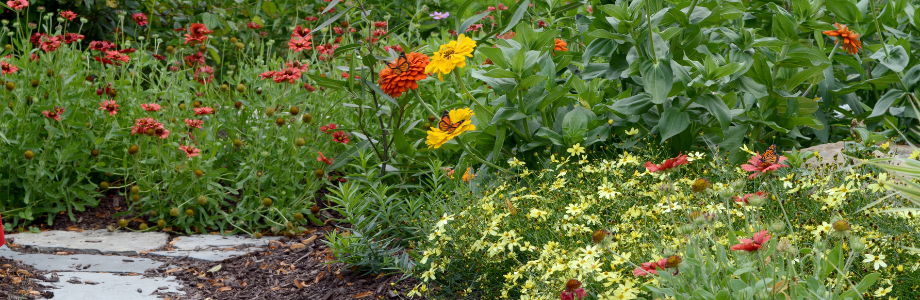 butterfly garden filled with flowers that attract butterflies