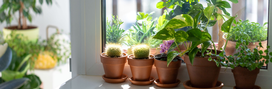 houseplants in pots on a windowsill