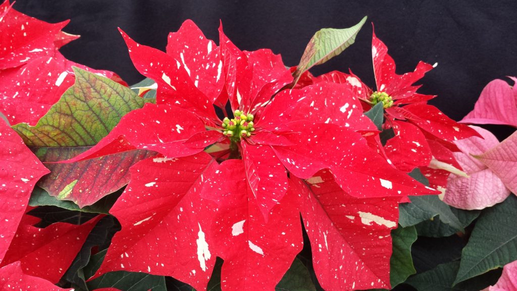 Forcing poinsettia propagation in mature plants