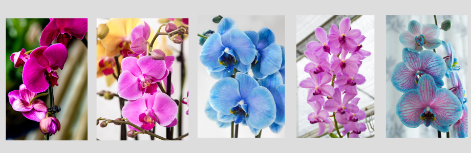 Different color orchids