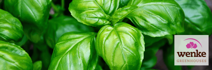 basil