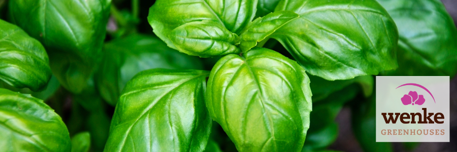 basil