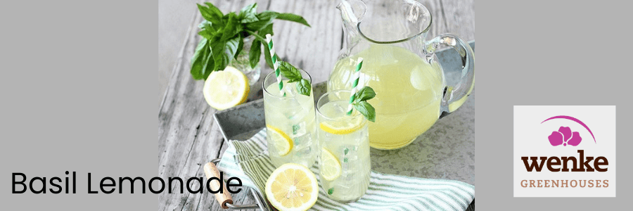 pitcher and drinking glasses filled with lemonade with sprigs of basil added