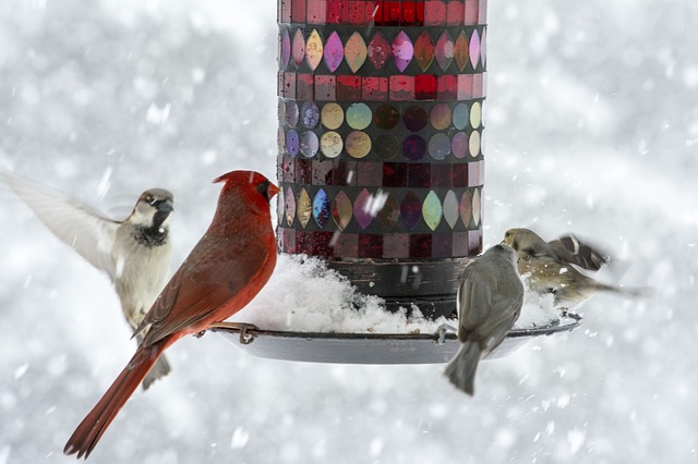 Tips On Winter Bird Feeding Wenke Greenhouses