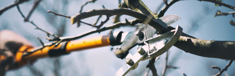 branches with pruning shears