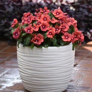 Tattoo Tangerine Vinca