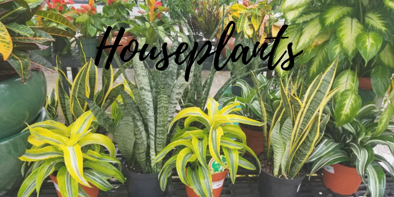 Current News and Promotions Archives Wenke Greenhouses