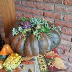Pumpkins + Succulents = Succulumpkins! @ Wenke Greenhouse Retail Store | Kalamazoo | MI | US