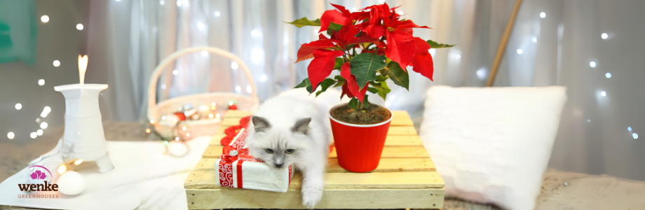 winter theme with cat and poinsettia