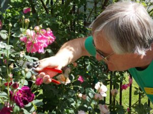 Beginner's Guide to Roses