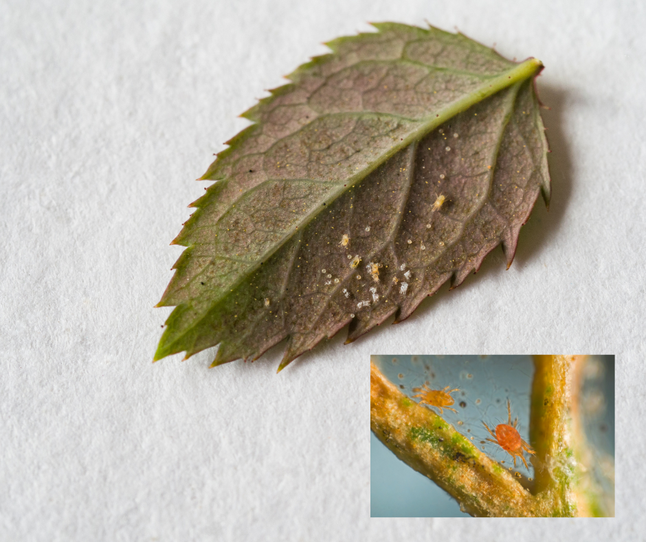 spider mites on a the back of a leaf