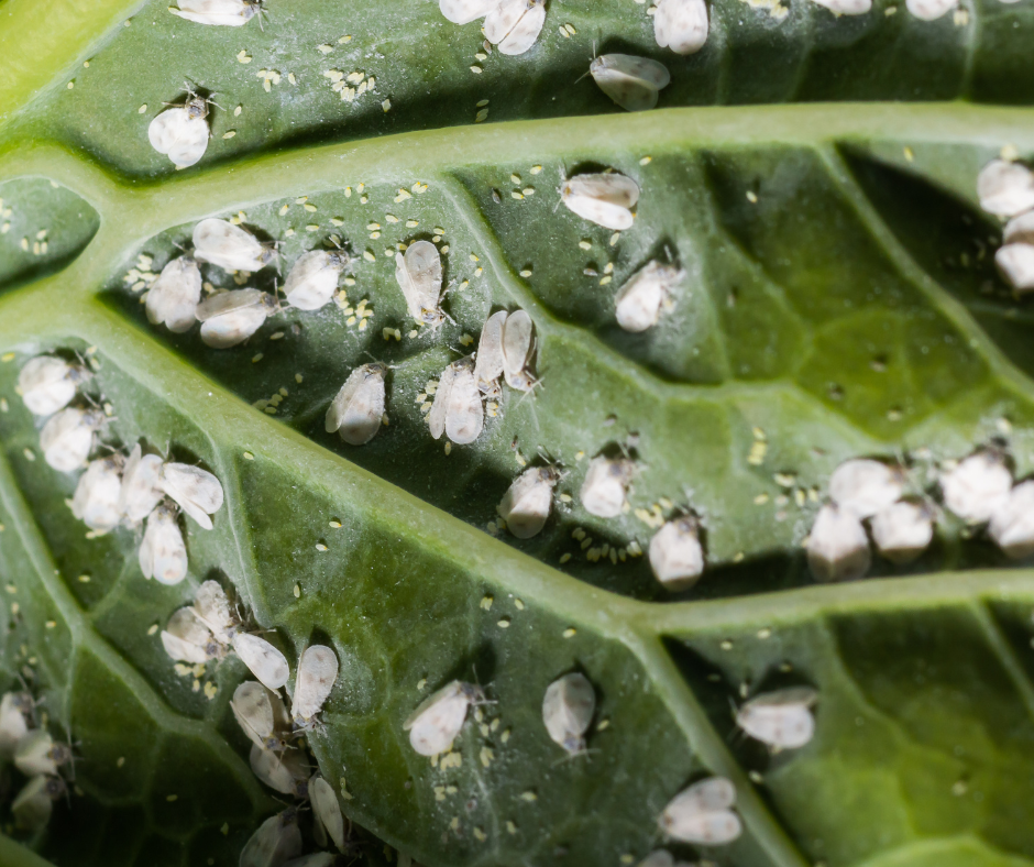 whitefly pests on green leaf