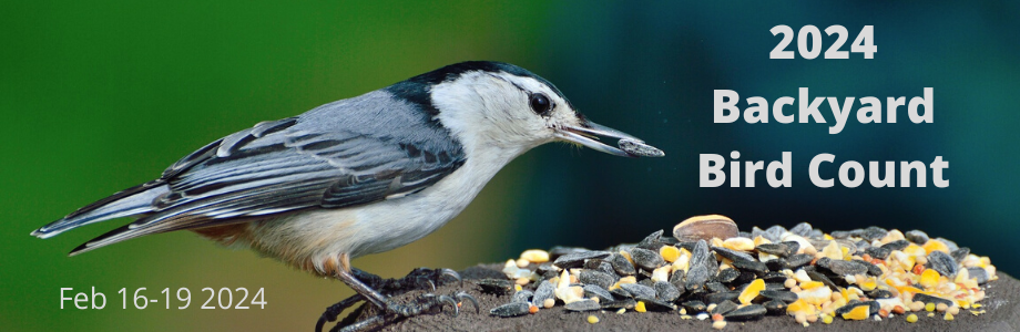picture of a bird eating bird seed