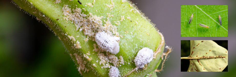 thrip, mealybugs and scale on houseplant leaves