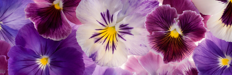 pansy flowers purple white pink