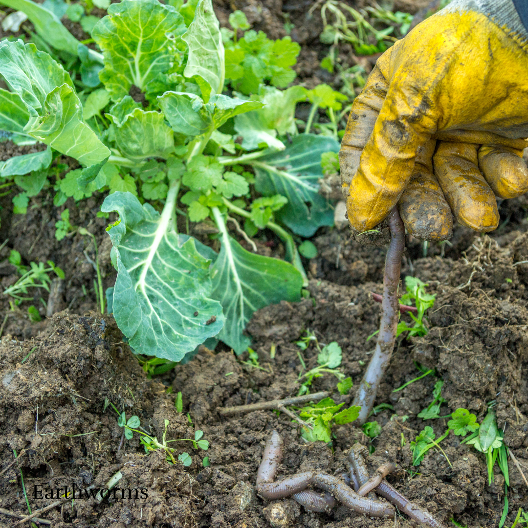 worms in soil