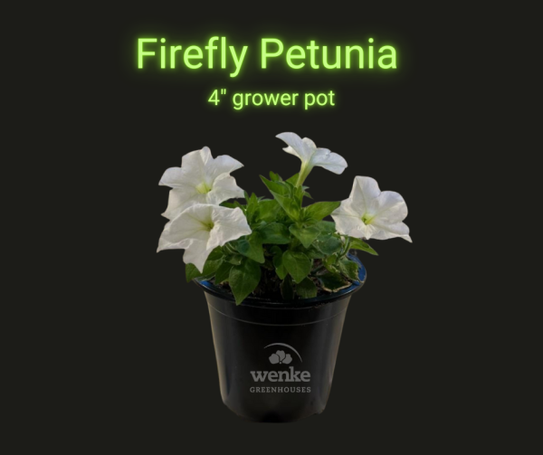 Firefly Petunia - 4" pot (pick up Spring 2025)