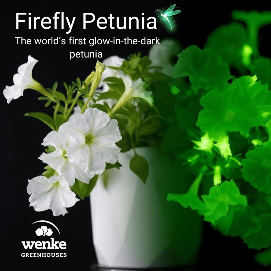 Firefly Petunia 