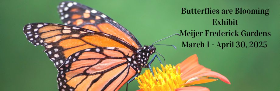 monarch butterfly on flower