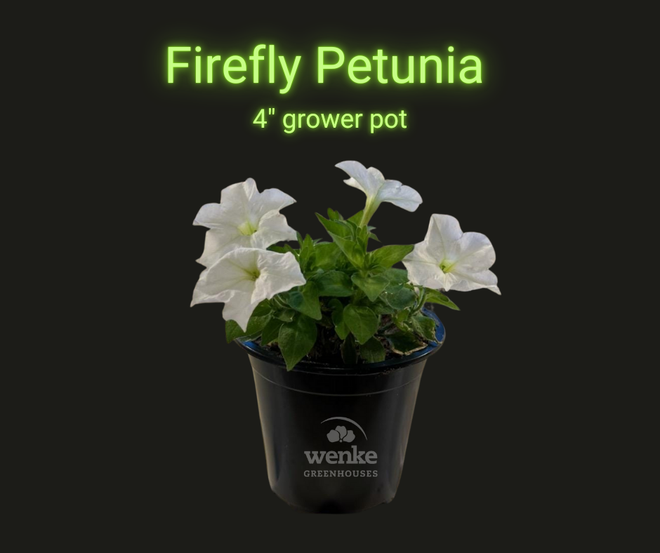 white petunia in black pot