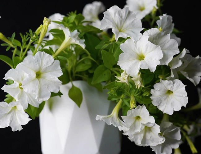 white petunia in white pot