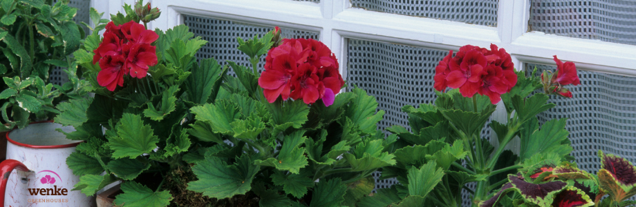 red geraniums planted in container on window