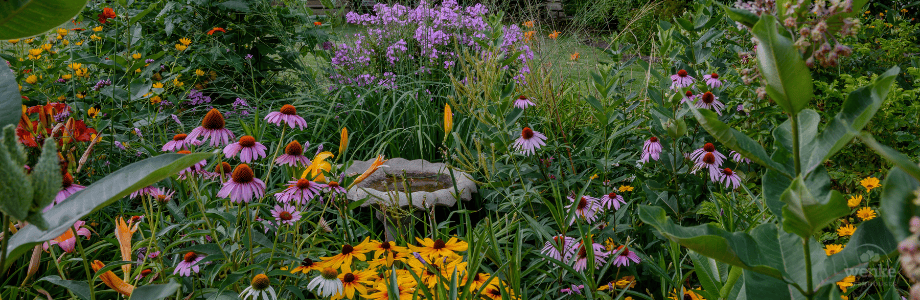 perennial garden