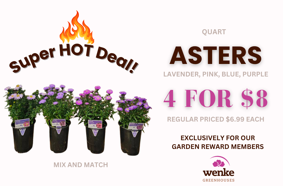 quart asters 4 for $8