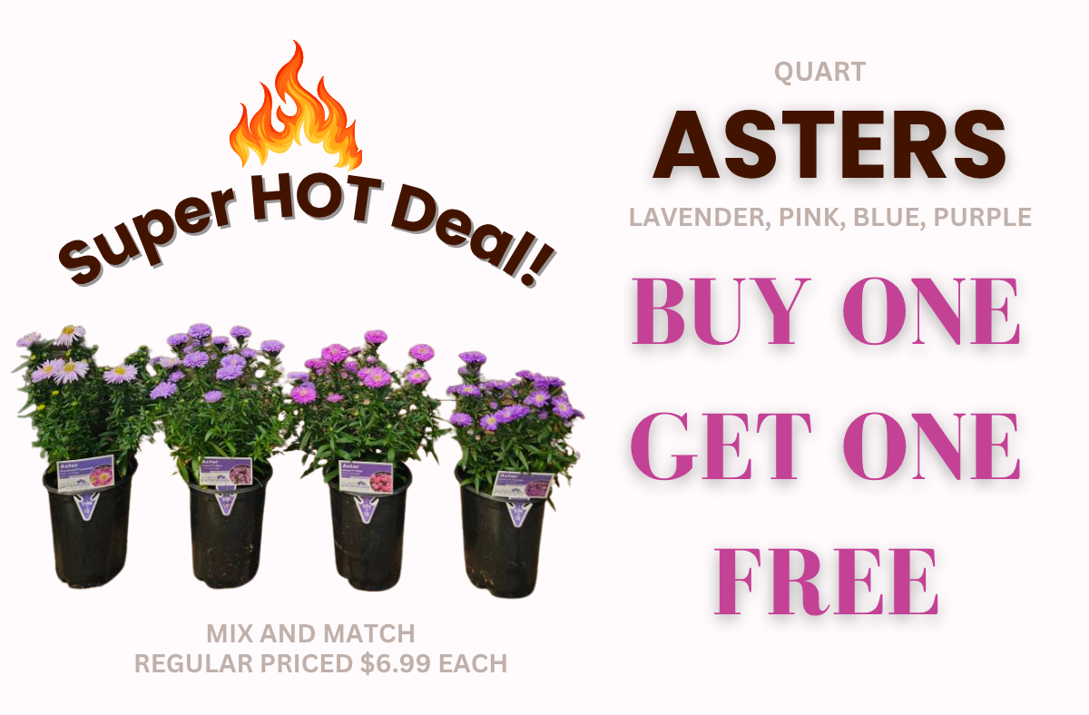 asters buy one get one free