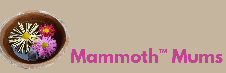 Mammoth Mums Chrysanthemums