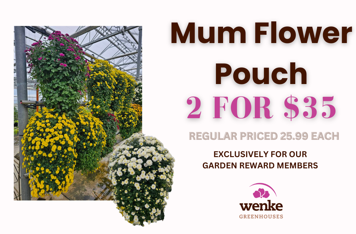 flower pouch mums
