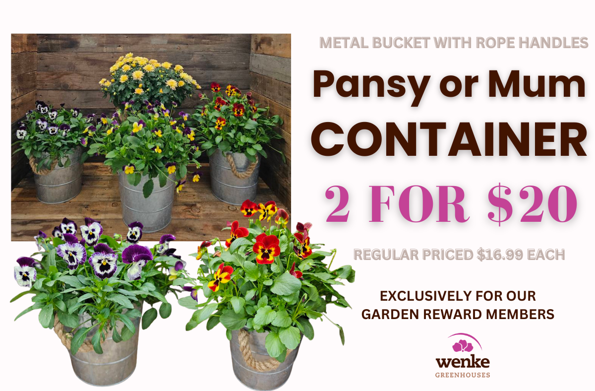 metal bucket with rope handle pansy or mum