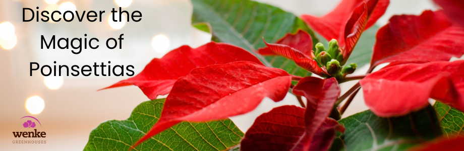 poinsettia slider (2)