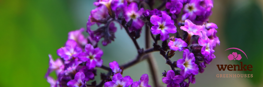 heliotrope flower purple