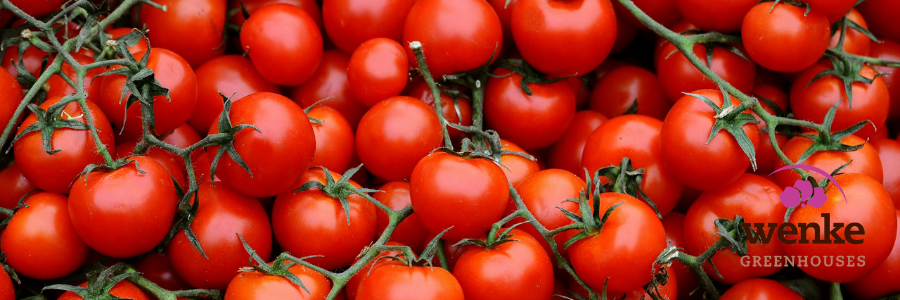 red ripe tomatoes
